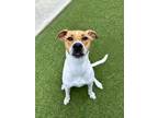 Adopt PINKY a White Retriever (Unknown Type) / Mixed dog in San Antonio