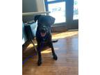 Adopt Sweetie a Black Labrador Retriever / Mixed dog in Baton Rouge