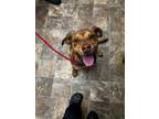 Adopt Sparkle a Labrador Retriever / Mixed dog in Darlington, SC (41336438)