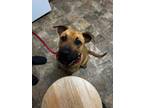 Adopt Thunder a Labrador Retriever / Mixed dog in Darlington, SC (41336434)
