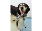 Adopt Rusty a Black Coonhound / Mixed Breed (Medium) / Mixed (short coat) dog in