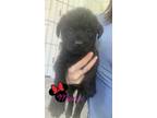 Adopt Minnie a Black Mixed Breed (Large) / Mixed dog in Saskatoon, SK (41336152)