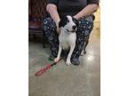 Adopt Elijah a White Great Dane / Mixed dog in LaHarpe, KS (41336420)
