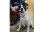 Adopt Julian a White Great Dane / Mixed dog in LaHarpe, KS (41336419)