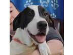 Adopt Quinton a Black Great Dane / Mixed dog in LaHarpe, KS (41336417)