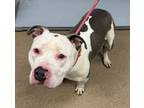 Adopt Kaseem a White Mixed Breed (Large) / Mixed dog in Chamblee, GA (41331918)