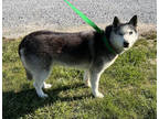 Adopt Cinder a Gray/Blue/Silver/Salt & Pepper Husky / Mixed dog in Paducah