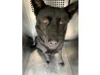 Adopt Romulus a Black German Shepherd Dog / Mixed dog in Fort Worth