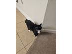 Adopt Patches a Black & White or Tuxedo Domestic Shorthair / Mixed (short coat)