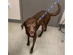 Adopt Bella (Nestle) a Brown/Chocolate Labrador Retriever / Mixed dog in Kokomo