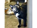 Adopt Tori a All Black Domestic Shorthair / Domestic Shorthair / Mixed cat in