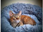 Adopt Goldie a Orange or Red Tabby American Shorthair / Mixed (short coat) cat