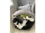 Adopt Miso a Black & White or Tuxedo Domestic Shorthair / Mixed (short coat) cat