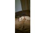 Adopt Darla a White - with Brown or Chocolate American Pit Bull Terrier / Mixed
