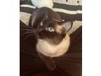 Adopt Mason a Cream or Ivory Siamese / Mixed (medium coat) cat in San Francisco