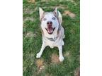 Adopt Addie Urgent a Husky / Mixed dog in Scottsboro, AL (40941272)