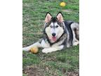 Adopt Noel a Husky / Mixed dog in Scottsboro, AL (41090786)