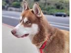 Adopt Tununak* a Siberian Husky / Mixed dog in Pomona, CA (41192383)