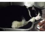 Adopt Bucky a Domestic Shorthair / Mixed cat in Pomona, CA (41336222)