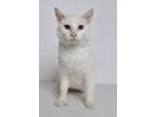 Adopt Ghost a White Domestic Shorthair (short coat) cat in Jefferson City