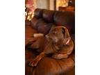 Adopt Lucy a Brown/Chocolate Labrador Retriever / Mixed dog in Belton