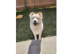 Adopt Duke a White Chow Chow / Mixed dog in Azle, TX (41336209)