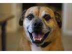Adopt Toby a Tan/Yellow/Fawn - with White Boston Terrier / Coonhound / Mixed dog