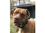 Adopt B.A. Baracus a Red/Golden/Orange/Chestnut American Pit Bull Terrier / Mutt