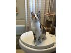 Adopt Minnie a Calico or Dilute Calico American Shorthair / Mixed (short coat)