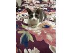 Adopt Silver Sage a White (Mostly) Domestic Shorthair / Mixed (short coat) cat