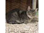 Adopt Jill a Domestic Shorthair / Mixed (short coat) cat in Fallbrook