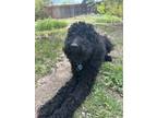 Adopt Albus a Black Labradoodle / Mixed dog in Grand Junction, CO (41336239)