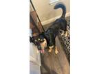 Adopt Gemma a Black - with Tan, Yellow or Fawn Husky / Mixed dog in Forney