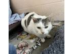 Adopt Connie a White Domestic Shorthair / Domestic Shorthair / Mixed cat in