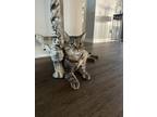Adopt Della a Gray, Blue or Silver Tabby Tabby / Mixed (medium coat) cat in