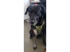 Adopt Hank a Black - with Gray or Silver Australian Cattle Dog / Labrador