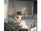 Adopt Sadie a Calico or Dilute Calico Calico / Mixed (short coat) cat in Bryan