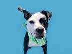 Adopt Tula-ADOPT Me! a Black - with White Pit Bull Terrier / Mixed dog in