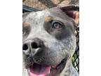 Adopt Chassis a Gray/Silver/Salt & Pepper - with White Pit Bull Terrier / Mixed