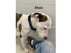 Adopt Dixie D a Brown/Chocolate - with White Mixed Breed (Medium) / Mixed dog in