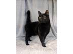 Adopt Max a All Black Domestic Shorthair / Domestic Shorthair / Mixed cat in
