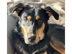Adopt Gabriel a Black German Shepherd Dog / Labrador Retriever / Mixed dog in
