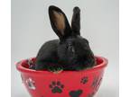 Adopt Lola (BONDED W JESSICA) a Black American / American / Mixed rabbit in