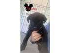 Adopt Mickey a Black Mixed Breed (Small) / Mixed Breed (Medium) / Mixed (short