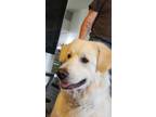 Adopt Lily a White - with Tan, Yellow or Fawn Great Pyrenees / Anatolian