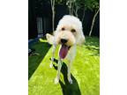 Adopt Cody a White Goldendoodle / Mixed dog in Marietta, GA (41321740)