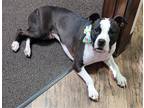 Adopt William a Black - with White Boston Terrier / Mixed dog in Spring