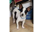 Adopt Pennie a White - with Black Terrier (Unknown Type, Medium) / Mixed dog in