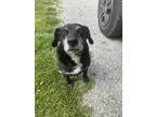 Adopt Daisy a Black - with White Labrador Retriever / Mutt / Mixed dog in