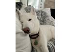 Adopt Ivy a White Husky dog in Roanoke, TX (41252913)